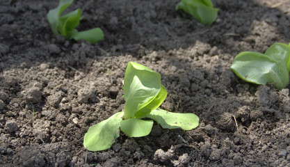 plantation  de salade laitue au potager