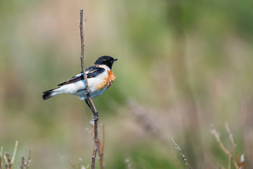 Male Europian stonechat or Saxicola rubicola on twig