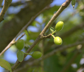 jeune prune en croissance au printemps