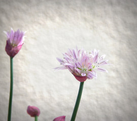 fleur de ciboulette isolé