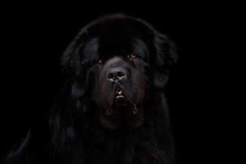 Newfoundland dog over black background
