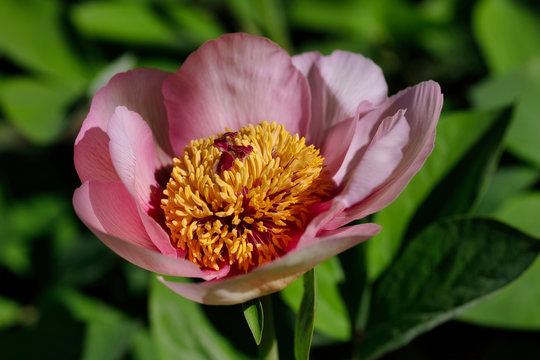 Close-up of rosa paeonia suffruticosa, showing the disk that encloses the carpels