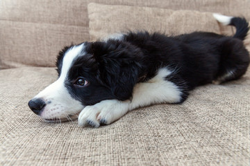 Funny portrait of cute smilling puppy dog border collie on couch. New lovely member of family little dog at home gazing and waiting. Pet care and animals concept