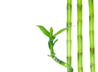 green bamboo isolated on a white background