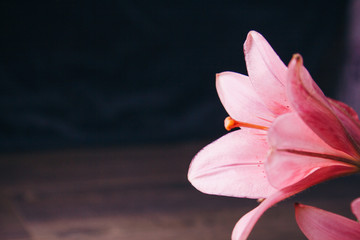 bouquet of pink lily flowers in the rays of light on a black background on a wooden rustic table. fresh buds of a flowering plant close-up, copy space. studio shot. the plot of the holiday card