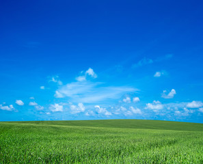 field of grass and perfect sky