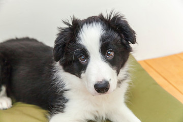 Funny portrait of cute smilling puppy dog border collie indoor. New lovely member of family little dog at home gazing and waiting for reward. Pet care and animals concept