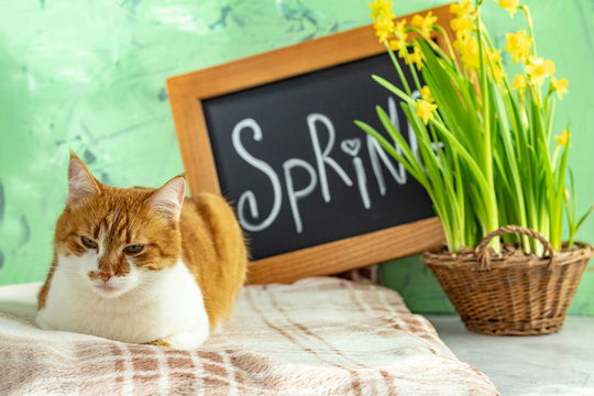 Spring coming concept background with red white cat