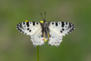 Papilionidae / Orman Fistosu / / Zerynthia cerisyi