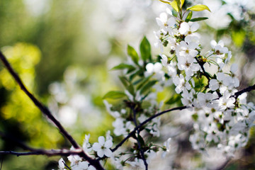 blooming apple tree