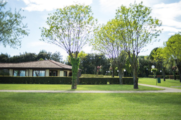 Cozy relax zone, sunbeds on the grass
