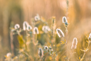 Juicy grass and gentle flowers in the field on a sunset backlight
