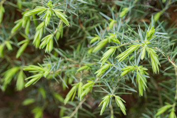 juniper bush branches closeup