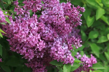Fototapeta na wymiar Blooming lilac close-up