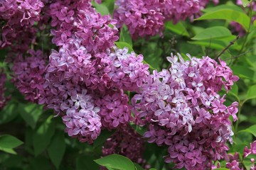 Blooming lilac close-up