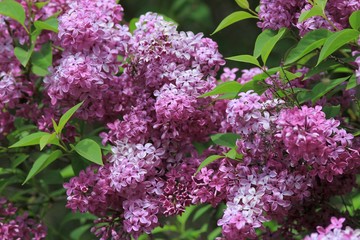 Blooming lilac close-up