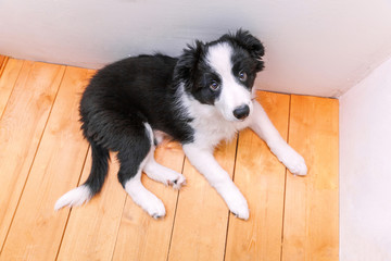 Funny portrait of cute smilling puppy dog border collie indoor. New lovely member of family little dog at home gazing and waiting. Pet care and animals concept