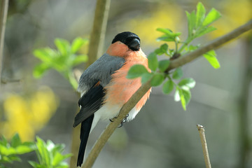 roter Dompfaff