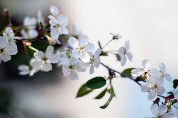 Fototapeta na wymiar branch of cherry blossoms