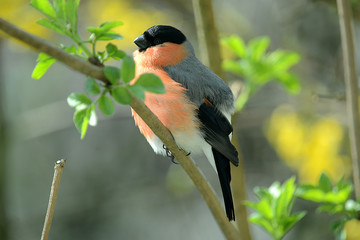 roter Dompfaff
