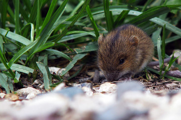 Mouse vole in the grass. Pest wild control. Rodents controls.