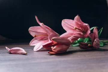 bouquet of pink lily flowers in the rays of light on a black background on a wooden rustic table. fresh buds of a flowering plant close-up, copy space. studio shot. the plot of the holiday card