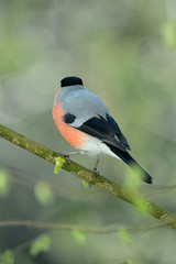 roter Dompfaff