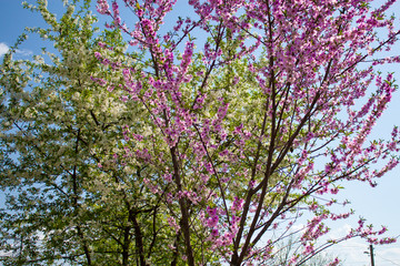 pink flowers and blue sky. spring flowers.