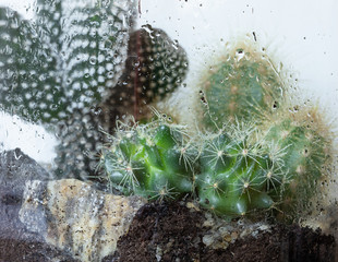 Greenhouse. Cactus. Garden. Glass. Nature. Watering. Deco