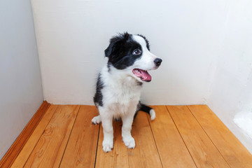 Funny portrait of cute smilling puppy dog border collie indoor. New lovely member of family little dog at home gazing and waiting. Pet care and animals concept