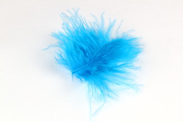 Feathers bird of blue color on a light background.