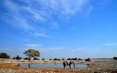 Elephant in African Savanna at a water hole