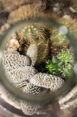 Greenhouse. Cactus. Glass. Top View. Garden. Green. Deco