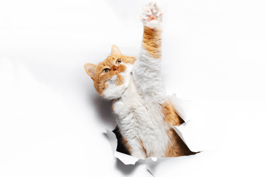 Kitten Ripping Wallpaper