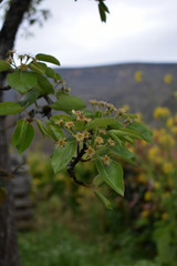Flores saliendo del peral, peral sin peras