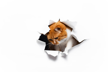 Close-up portrait of red cat through white torn paper hole