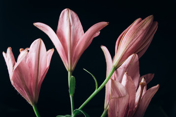 Bouquet of pink lily flowers in the rays of light on a black background. fresh buds of a flowering plant close-up, copy space. studio shot. the plot of the holiday card