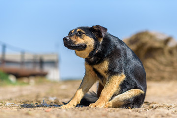 Stray dog itches on the road.