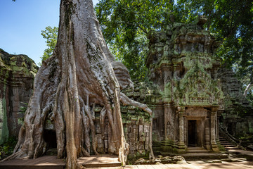 Strangler fig tree growing on the ruins of Ta Prohm temple, Siem Reap, Cambodia