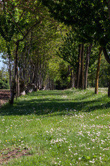The silent path through the fields - photography