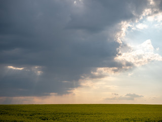Sunset landscape. Sunset over the rapeseed field. Beautiful landscape of bright yellow rapeseed in spring. Yellow flowers of rapeseed.