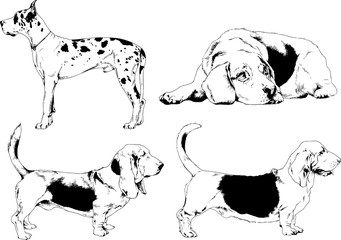 vector sketches of different breeds of dogs drawn in ink by hand with no background, selected objects	