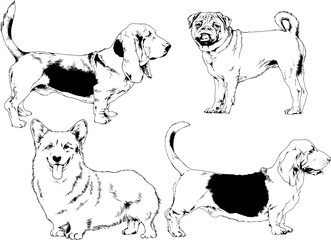 vector sketches of different breeds of dogs drawn in ink by hand with no background, selected objects	