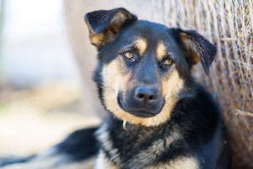 Portrait of a stray dog lying in the shade.