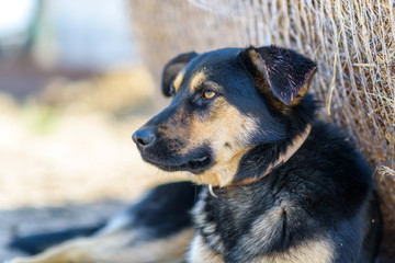 Portrait of a stray dog lying in the shade.
