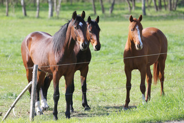 Fototapeta premium Thoroughbred horses walking and grazing in green meadow in beautiful morning springtime