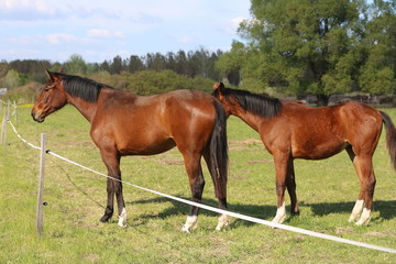 Fototapeta premium Thoroughbred horses walking and grazing in green meadow in beautiful morning springtime