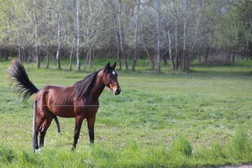 Thoroughbred horses walking and grazing in green meadow in beautiful morning springtime