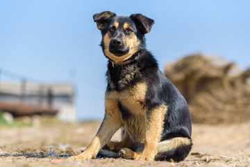 Portrait of a stray dog sitting on the road.