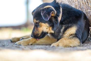 Portrait of a stray dog lying in the shade.
